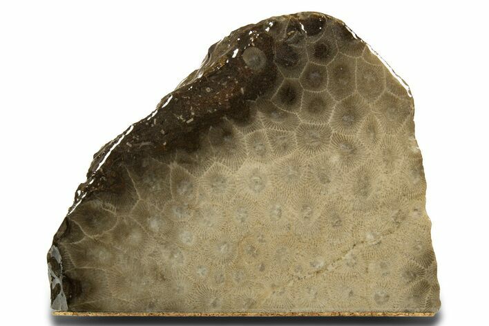 Free-Standing, Petoskey Stone (Fossil Coral) Section - Michigan #322959